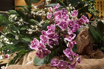 Foto gestreifte Miniorchideen